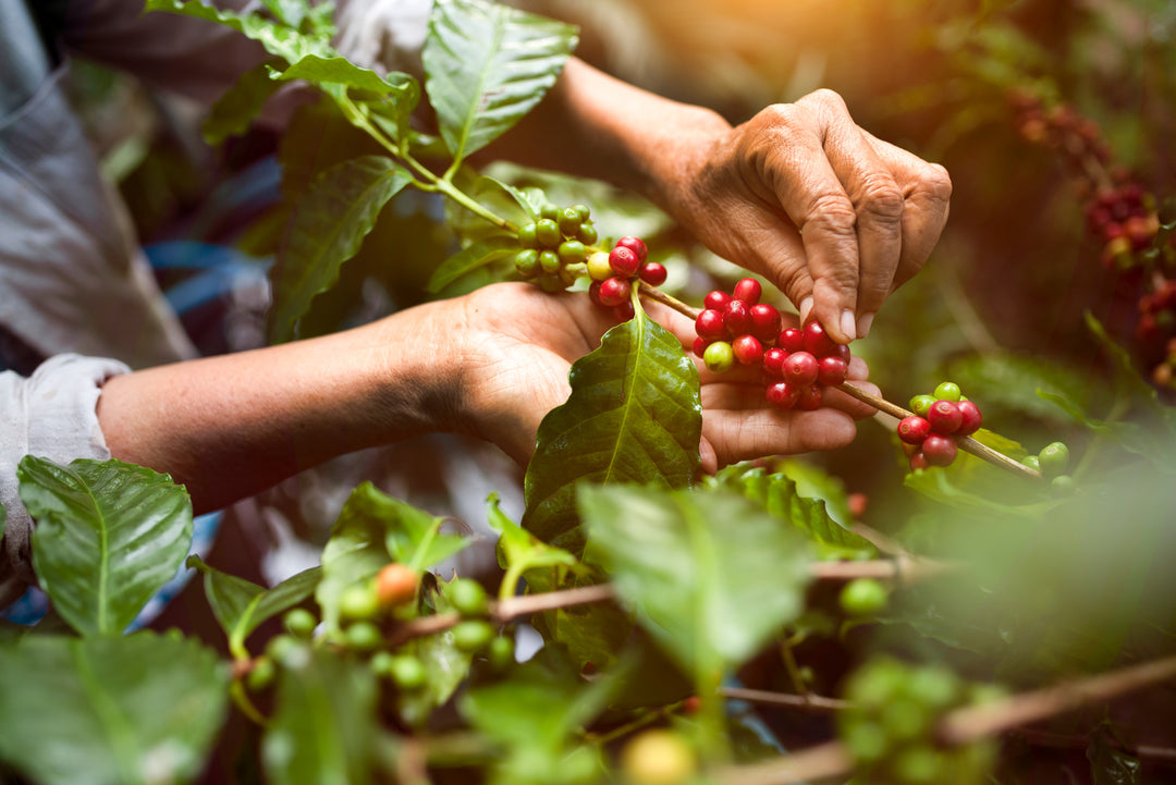 Coffee Beans - Difference between Arabica and Robusta